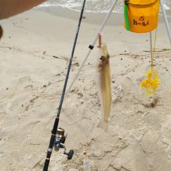 宮津江尻でピンギスラッシュ